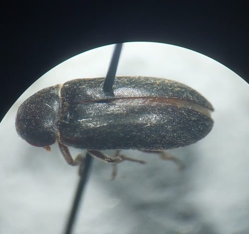 Dermestes Haemorrhoidalis — Bild 3 von 8