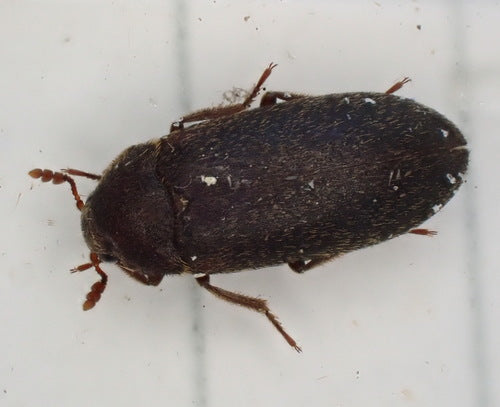 Dermestes Haemorrhoidalis — Bild 1 von 8