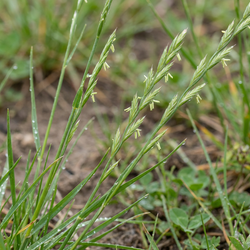 Deutsches Weidelgras (Lolium perenne), KI-Illustration