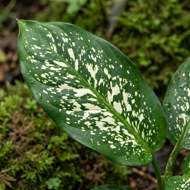 Dieffenbachien (Dieffenbachia seguine), KI-Illustration