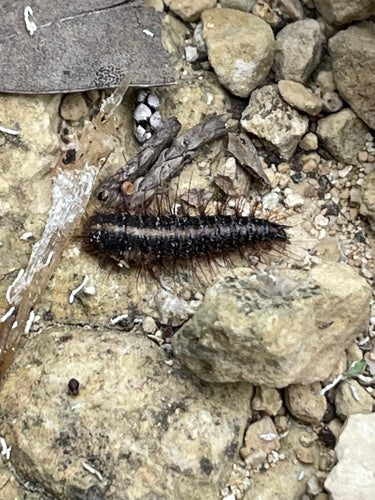 Dornspeckkäfer — Bild 5 von 10