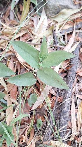 Dreimasterblume 'Nanouk' — Bild 1 von 8