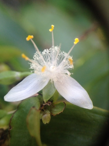 Dreimasterblume 'Nanouk' — Bild 5 von 8
