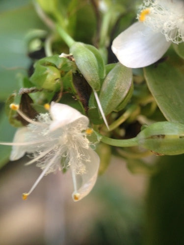 Dreimasterblume 'Nanouk' — Bild 3 von 8
