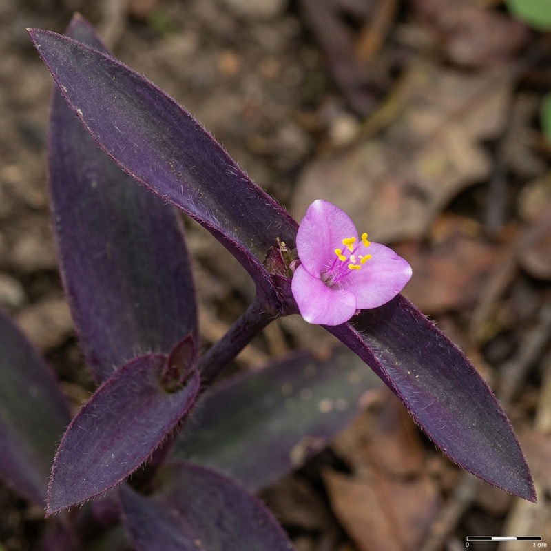 Dreimasterblume (Tradescantia pallida), KI-Illustration