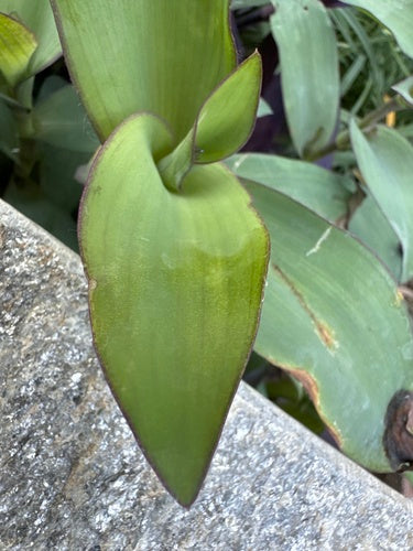 Dreimasterblumen — Bild 3 von 8