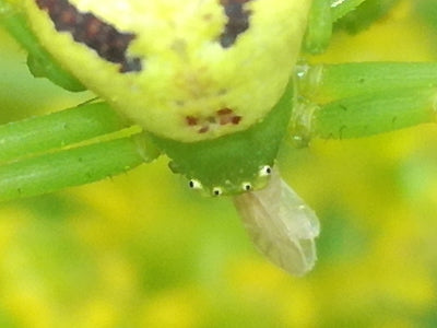 Dreizähnige Krabbenspinne — Bild 3 von 9