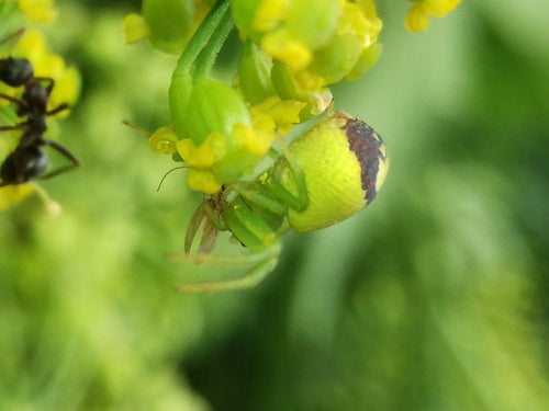 Dreizähnige Krabbenspinne — Bild 5 von 9