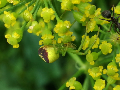 Dreizähnige Krabbenspinne — Bild 2 von 9
