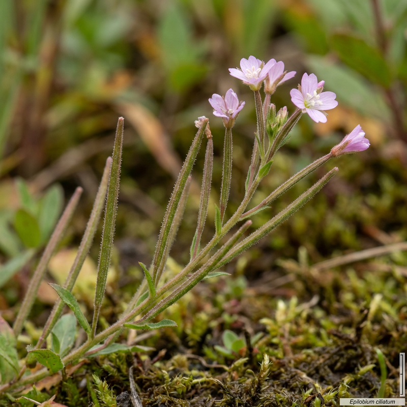 Drüsiges Weidenröschen (Epilobium ciliatum), KI-Illustration