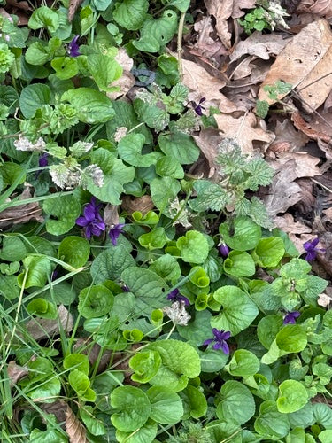 Duftveilchen — Bild 5