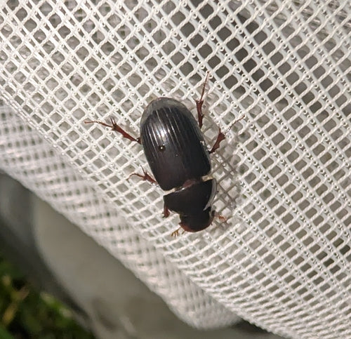 Dungkäfer (Gattung Aphodius) — Bild 2 von 9
