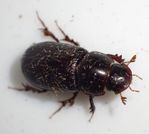 Dungkäfer (Gattung Aphodius) — Bild 5 von 9
