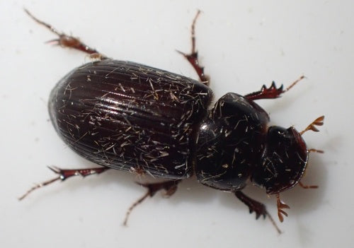 Dungkäfer (Gattung Aphodius) — Bild 4 von 9