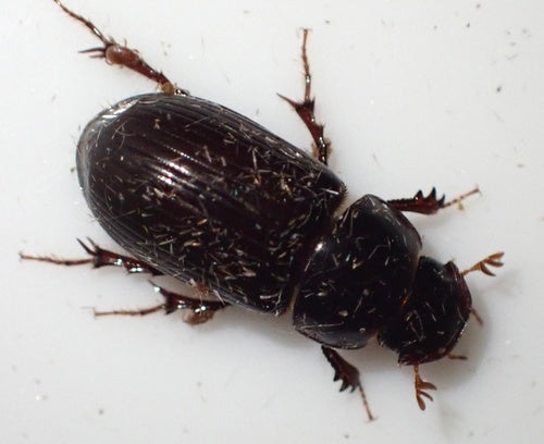 Dungkäfer (Gattung Aphodius) — Bild 3 von 9