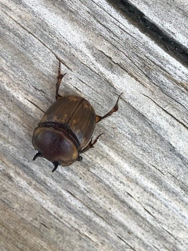 Dungkäfer (Gattung Onthophagus) — Bild 5 von 10