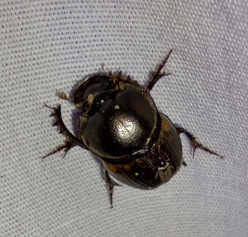 Dungkäfer (Gattung Onthophagus) — Bild 4 von 10