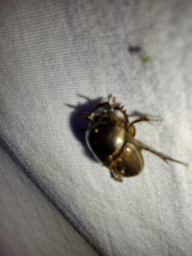 Dungkäfer (Gattung Onthophagus) — Bild 3 von 10