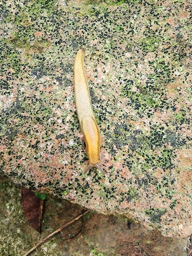Dunkle Wegschnecke — Bild 5 von 9
