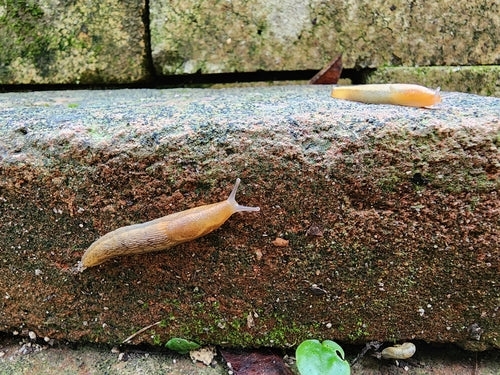 Dunkle Wegschnecke — Bild 4 von 9