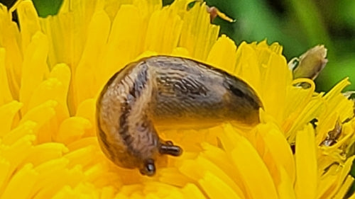 Dunkle Wegschnecke — Bild 3 von 9