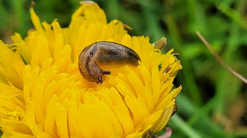 Dunkle Wegschnecke — Bild 2 von 9