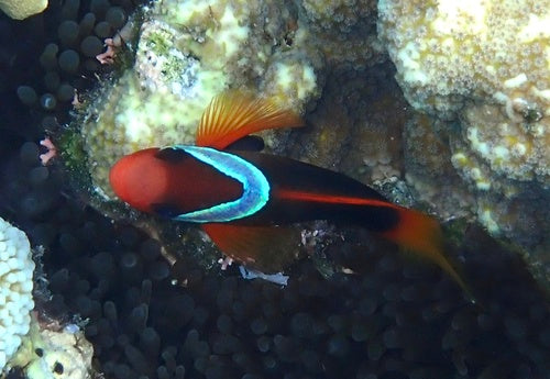Dunkler Anemonenfisch — Bild 5 von 10