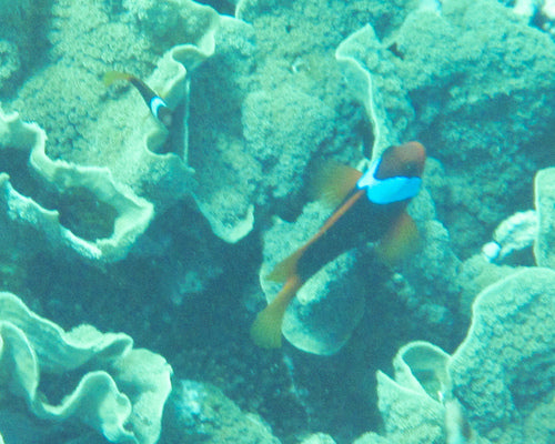 Dunkler Anemonenfisch — Bild 4 von 10