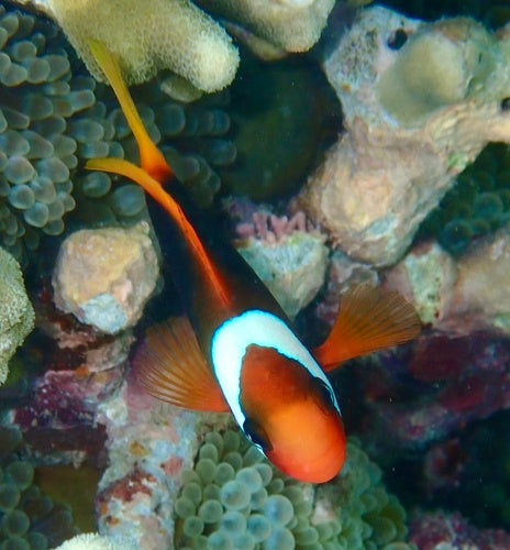 Dunkler Anemonenfisch — Bild 3 von 10