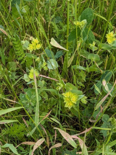 Durchwachsenblättriger Hasenohr — Bild 5 von 8