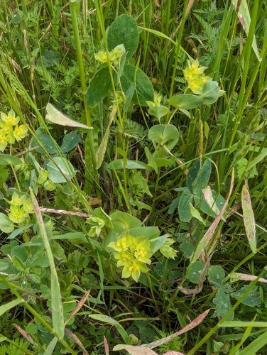 Durchwachsenblättriger Hasenohr — Bild 4 von 8