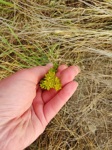 Durchwachsenblättriger Hasenohr — Bild 3 von 8