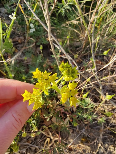 Durchwachsenblättriger Hasenohr — Bild 2 von 8