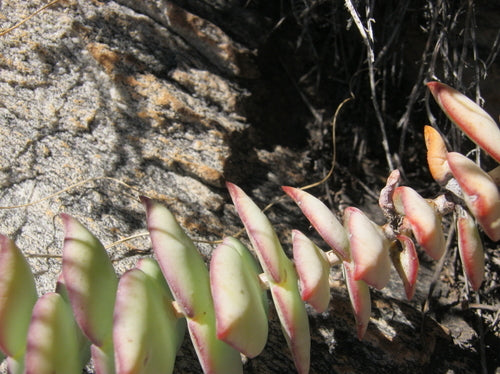 Durchwachsenes Dickblatt — Bild 5 von 11
