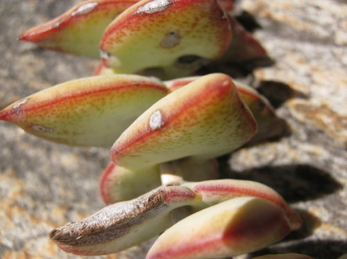 Durchwachsenes Dickblatt — Bild 4 von 11