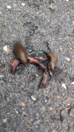Spanische Wegschnecke