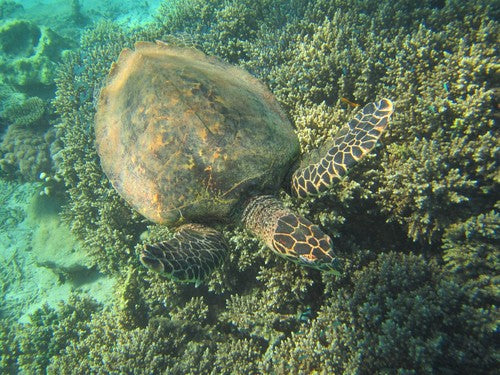 Echte Karettschildkröte — Bild 1 von 8