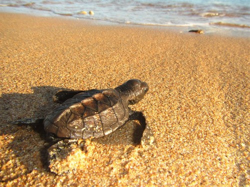 Echte Karettschildkröte — Bild 5 von 8