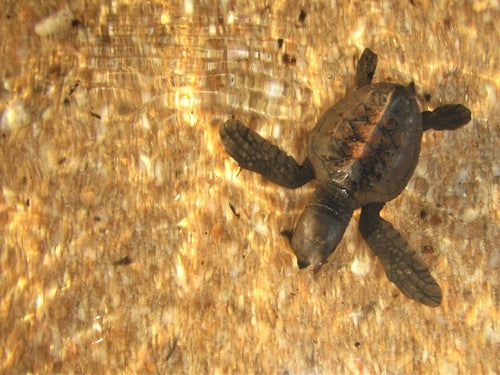 Echte Karettschildkröte — Bild 4 von 8