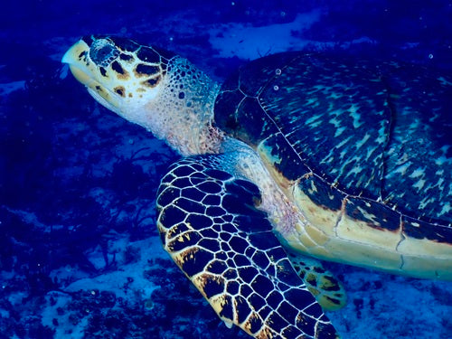 Echte Karettschildkröte — Bild 3 von 8