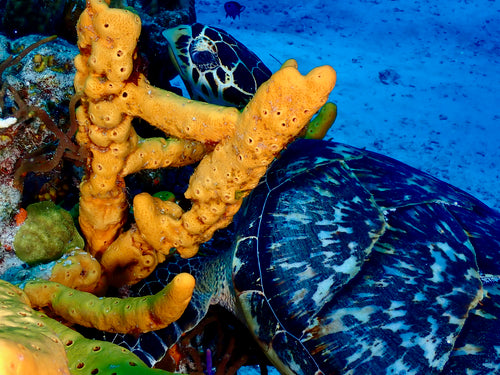 Echte Karettschildkröte — Bild 2 von 8