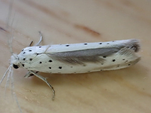 Eichen-Gespinstmotte — Bild 3 von 9