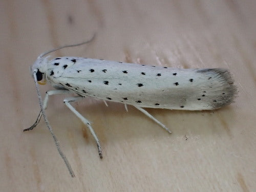 Eichen-Gespinstmotte — Bild 4 von 9