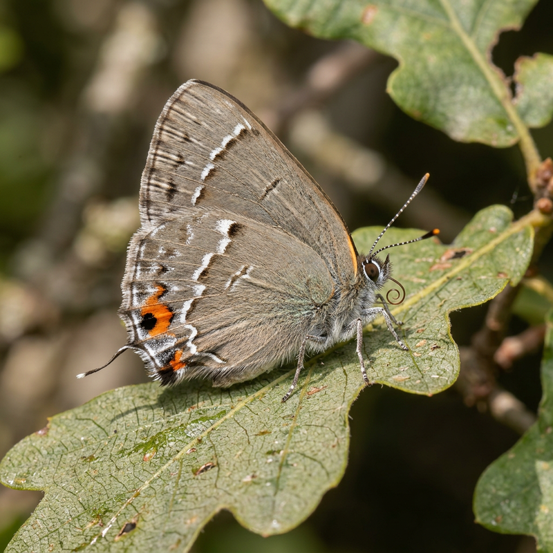 Eichen-Zipfelfalter (Favonius quercus), KI-Illustration