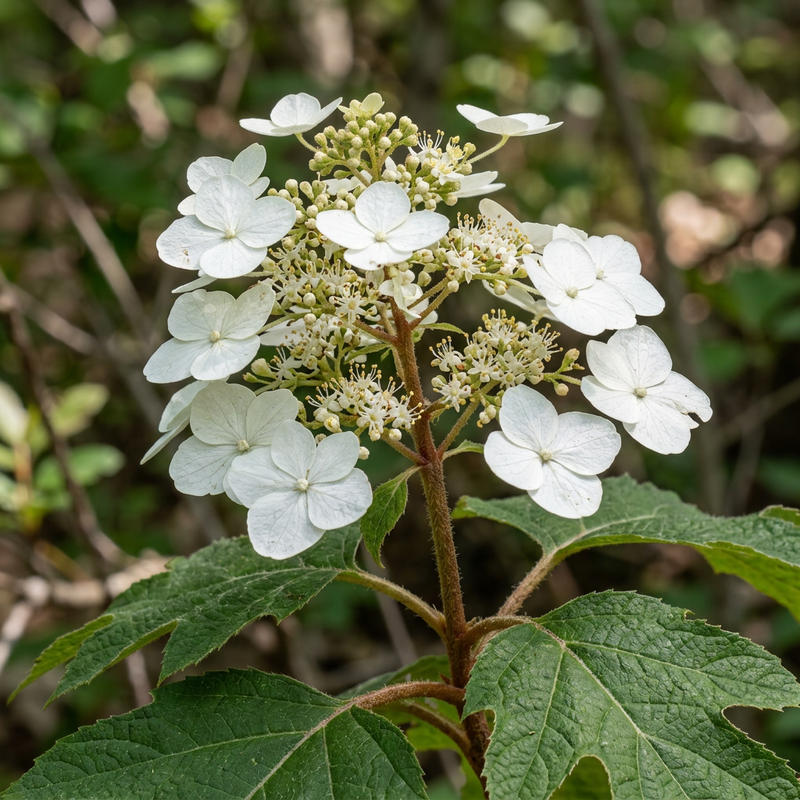 Eichenblättrige Hortensie (Hydrangea quercifolia), KI-Illustration