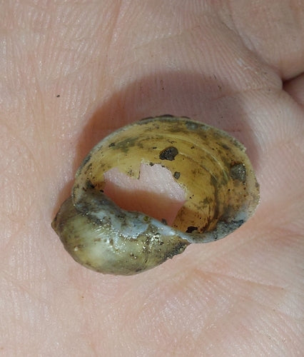 Eiförmige Schlammschnecke — Bild 5 von 8