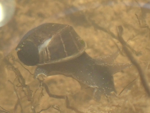 Eiförmige Schlammschnecke — Bild 3 von 8