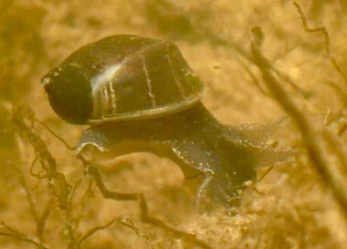 Eiförmige Schlammschnecke — Bild 4 von 8