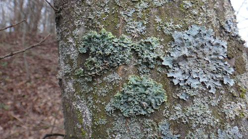 Eigentliche Blasenflechte — Bild 4 von 10