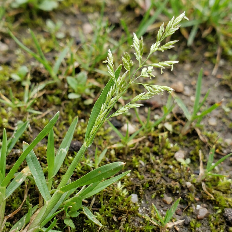 Einjähriges Rispengras (Poa annua), KI-Illustration